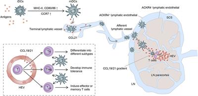 New Insights of <mark class="highlighted">CCR7</mark> Signaling in Dendritic Cell Migration and Inflammatory Diseases